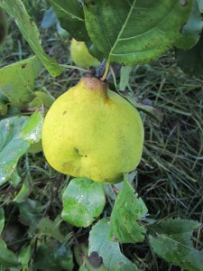 The heavy fruit had bowed this branch of from our quince tree almost to the ground.
